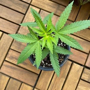 Meet your Posher, Kunbi